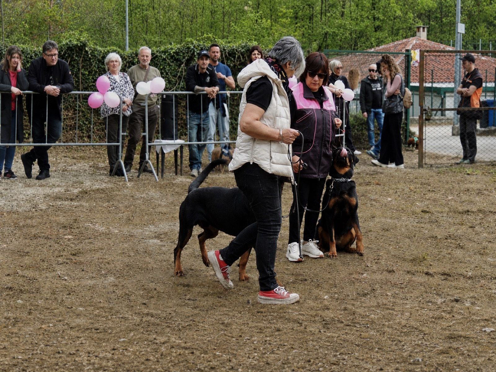 Rally Obedience e Obedience