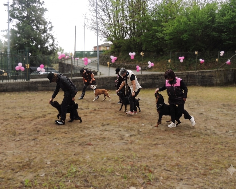 Gruppo di binomi in movimento sincronizzato durante Passi a Sei Zampe