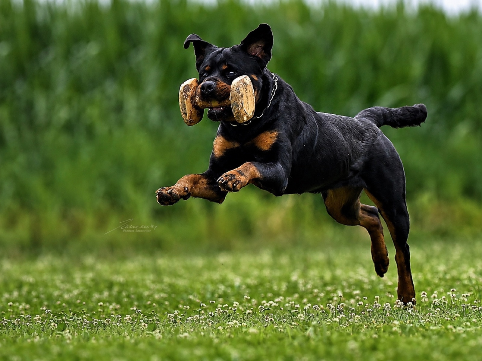 Cane in azione durante un esercizio di obedience in un campo