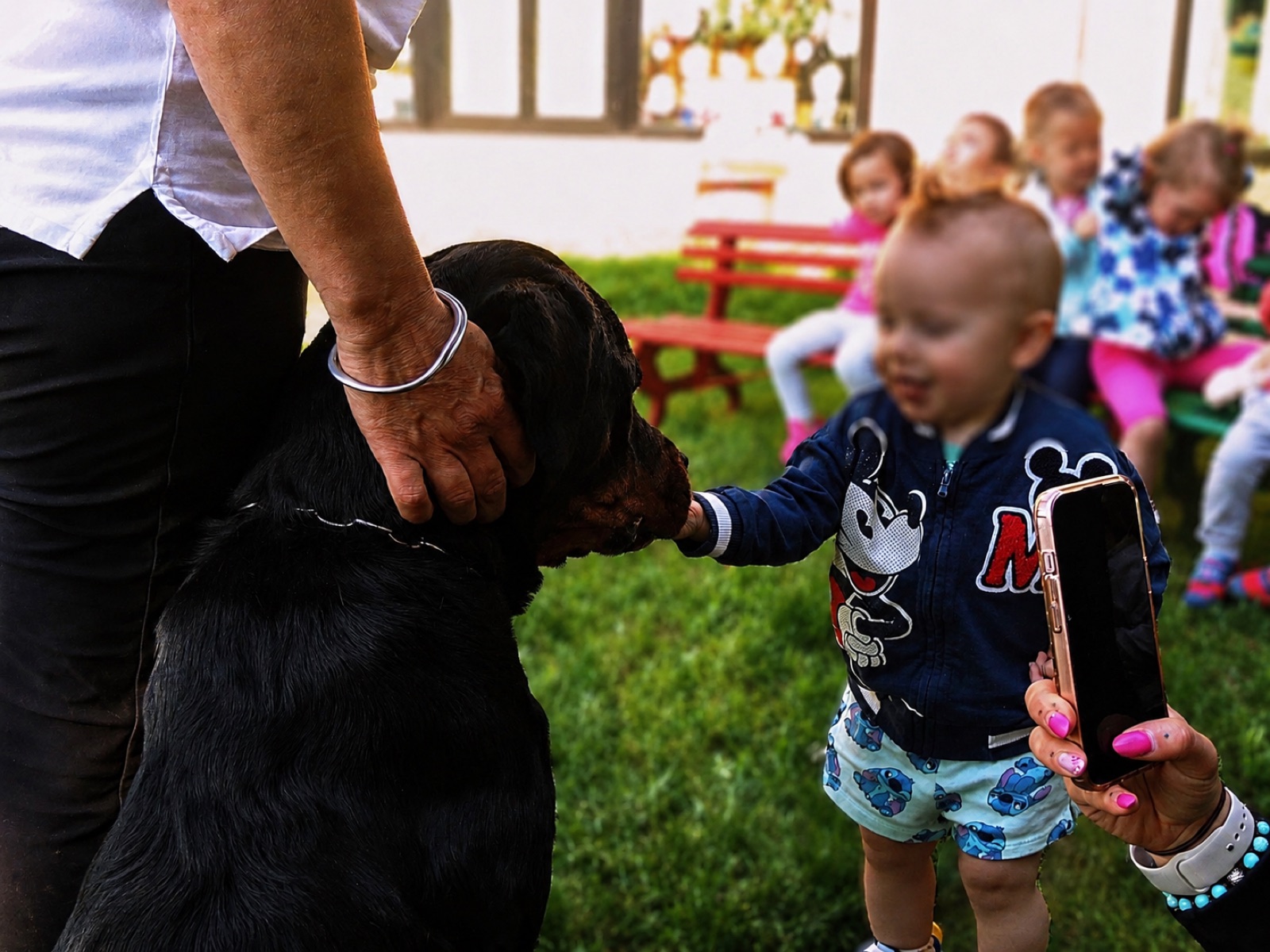 Gestione di cani impegnativi